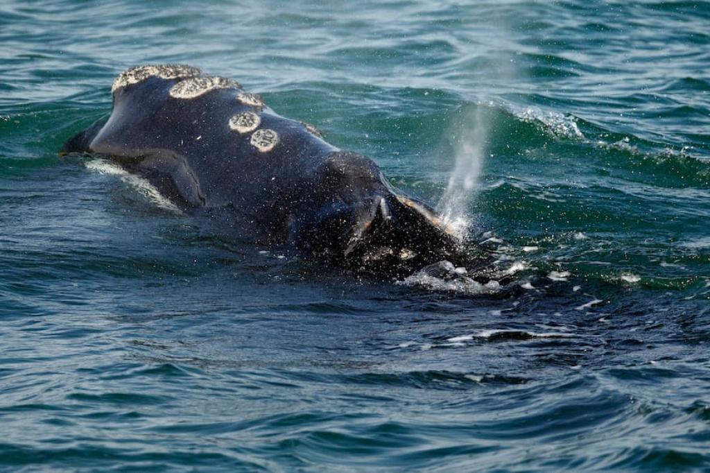 Canada pledges to take action to protect North Atlantic right whales